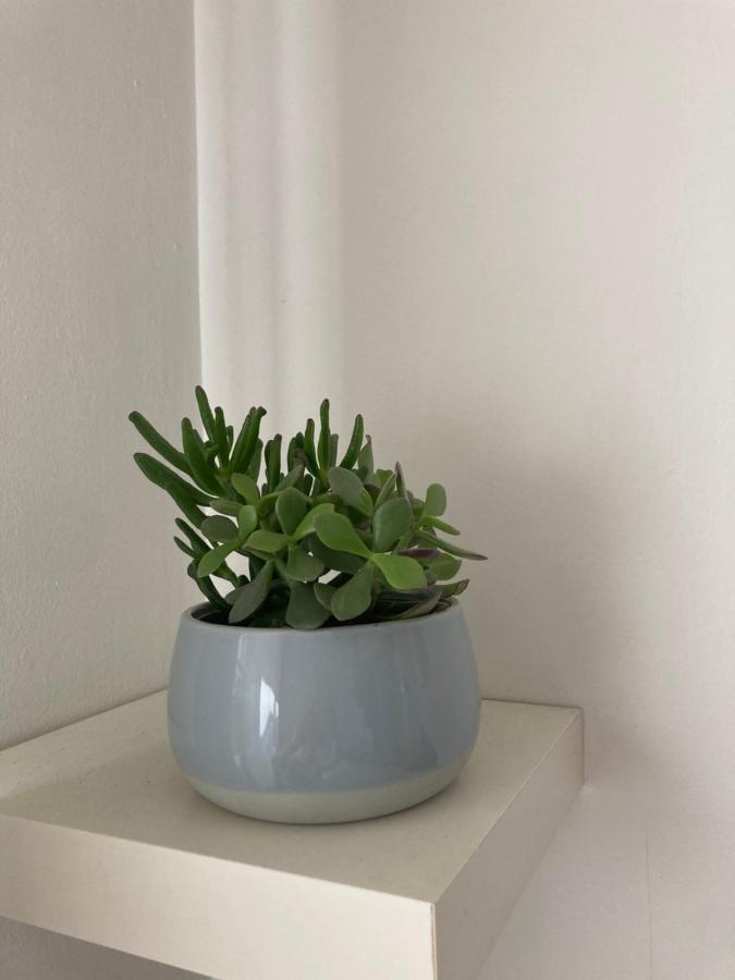 Apartment Dragon Avec Gardien